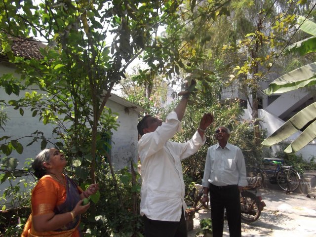 జామ కాయలు కోస్తూ రామ కృష్ణ , వేద వల్లి 