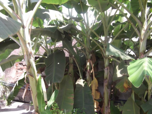 మా అరటి తోట 