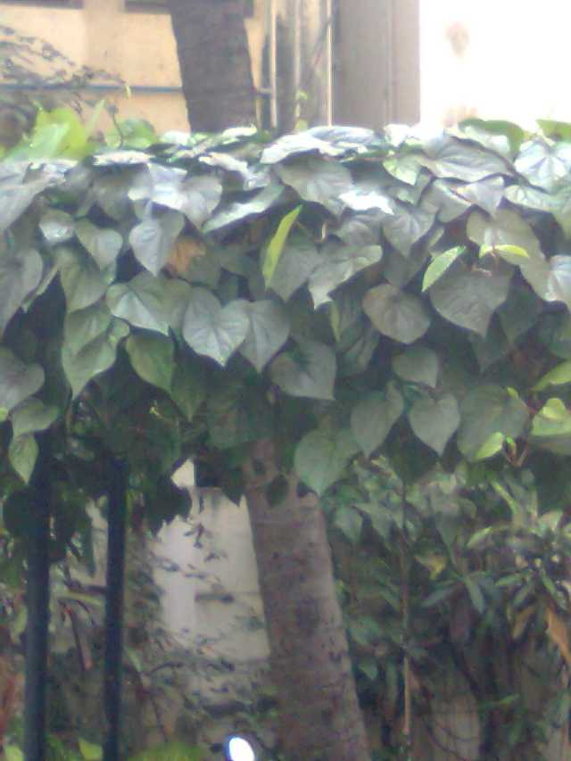 ఆయనకు ఇషామిన తమలపాకు చెట్టు 